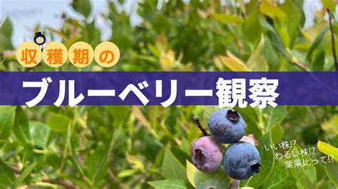 ブルーベリーは夜眠る前に食べるべき最強の果物！