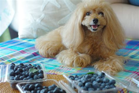 ブルーベリーは犬が食べても大丈夫？