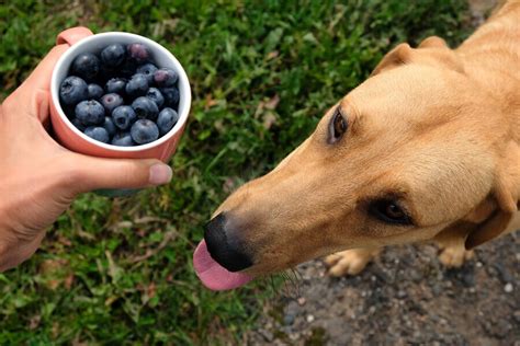 ブルーベリーは犬に食べさせても大丈夫？