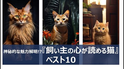 ブルーポイント猫: 神秘的で魅惑的な美しさ