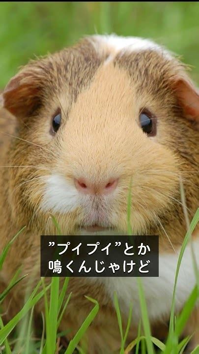 ブルーポイント猫の知られざる魅力と飼育のコツ