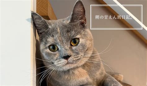 ブルー クリーム 猫: 魅力的なカラーポイントと気品に満ちた性格