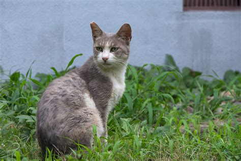 ブルー クリーム 猫：愛らしい三毛猫の世界