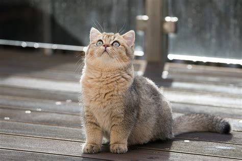 ブルー タビー 猫は低アレルギー性ですか？