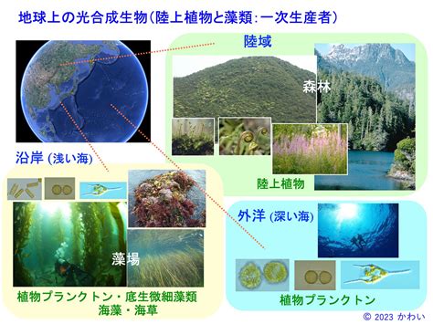 ブルー ツリーの生態学