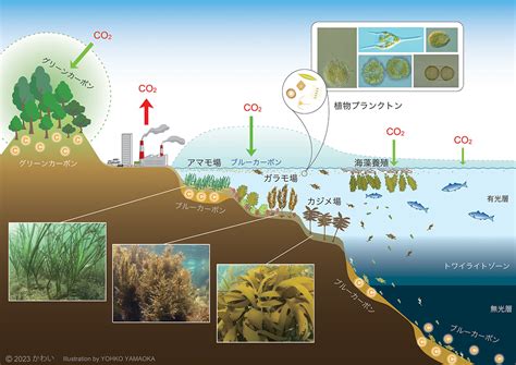 ブルー ツリーの生態学的重要性