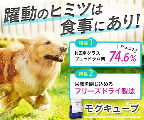 プレミアムフードであなたの愛犬に最高の健康を！