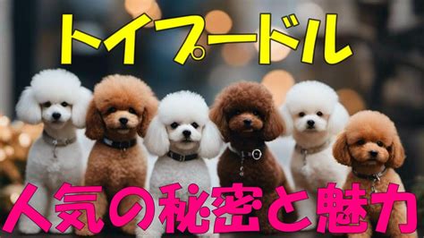 プードル：エレガンスと知性を兼ね備えた犬種