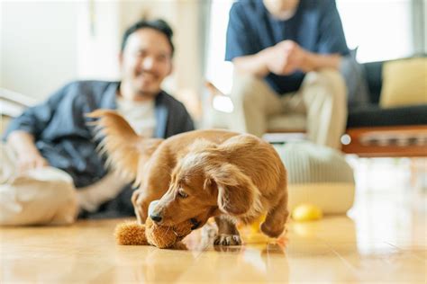 ベッドで犬を飼うための完全ガイド