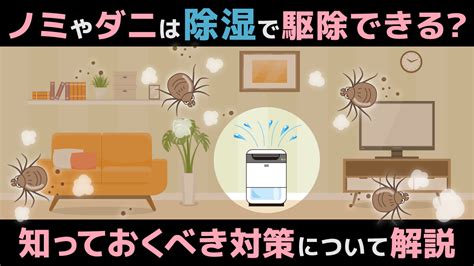 ベランダダニ対策大全：知っておくべきことと効果的な駆除方法