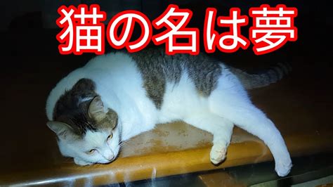 ベージュ猫の世界へようこそ