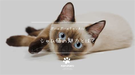 ベージュ猫の魅力と特徴、そして飼い方