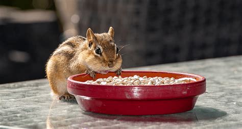 ペットとしておすすめの動物