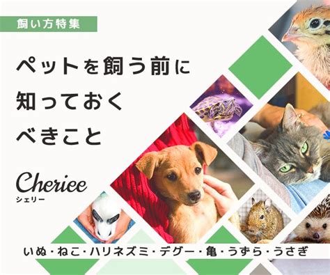 ペットと暮らすための総合ガイド: ペットを飼う前に知っておくべきこと