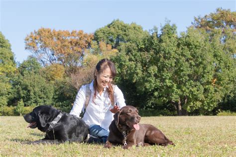 ペットと過ごす毎日を彩る、カレンダー選びの極意 ～犬と猫の習性別 рекомендаций～