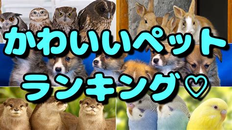 ペットにぴったり！かわいいペットの名前