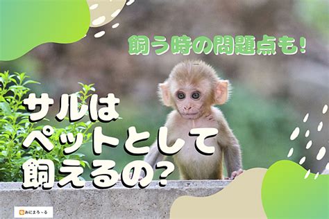 ペットのサイズと種類を測定する