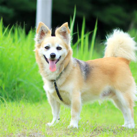 ペットの健康と幸せを守る