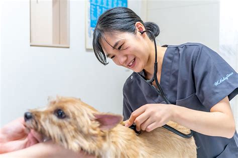 ペットの健康を守る！きのした動物病院で安心の獣医療