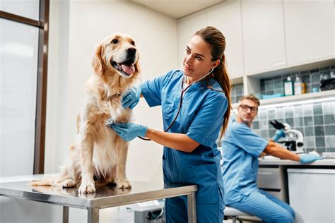 ペットの健康を守る！田富動物病院で最善のケアを