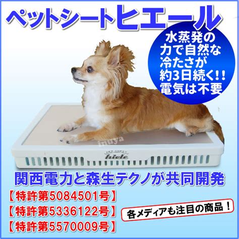 ペットの夏を快適に！ひんやりシートで愛犬を暑さから守ろう