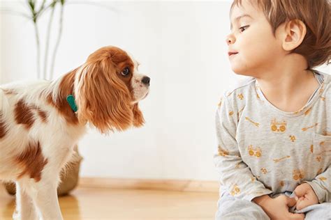 ペットを迎える前に知っておきたいこと ～パピーホームのすべて～