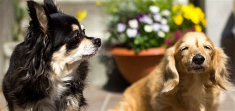 ペピィ犬: 愛情に溢れた元気いっぱいの家族の一員