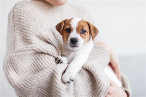 ペピィ犬を迎え入れるための包括的なガイド