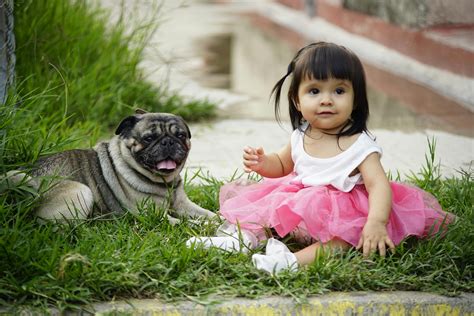 ペピィ犬：愛らしいコンパニオンドッグの魅力