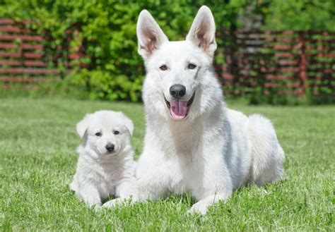 ホワイトシェパードと向き合うためのトラブル解決ガイド