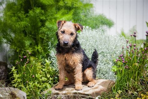 ボックス・テリア: 魅力的なコンパニオン犬