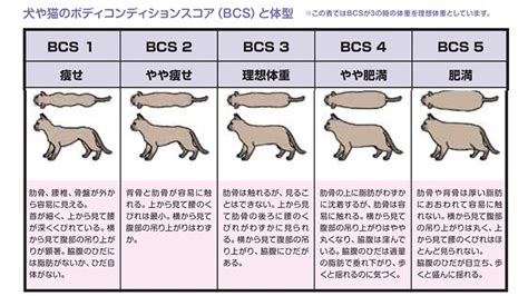 ボディコンディションスコア（BCS）による猫の肥満管理