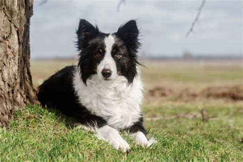 ボーダーコリー: 世界で最も頭が良い犬種のすべて