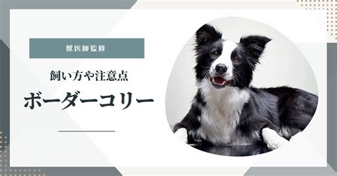 ボーダーコリーしつけ: 賢く従順な愛犬を育てるための包括ガイド