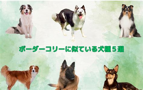 ボーダーコリーに似ている犬種