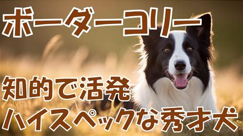 ボーダーコリー：忠実で知的な伴侶犬