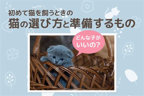 ポイント猫の選び方と飼育法ガイド