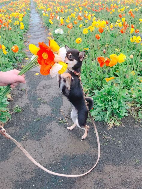 ポピーの犬のコラム：ポピーの犬に対する愛とケア