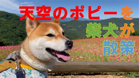 ポピー犬の魅力