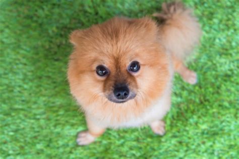 ポメラニアンが飼いやすい理由と飼い方ガイド