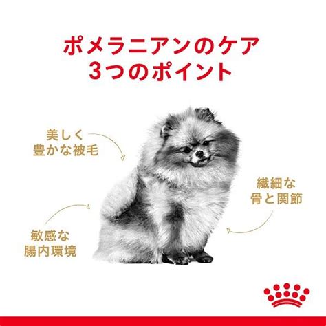 ポメラニアンに最適な餌の種類