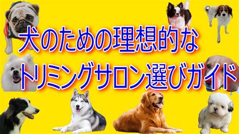 ポメラニアンのための理想的な餌の選び方と与え方