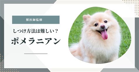 ポメラニアンの子犬の飼い方ガイド：愛情深く健康な相棒に育てるために