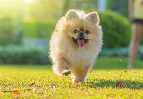 ポメラニアンの平均寿命: あなたの愛犬とのかけがえのない時間を長生きさせる方法