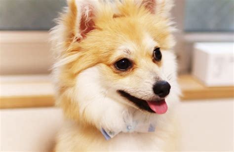 ポメラニアンの成犬の飼い方：健康で幸せな生活を送るための完全ガイド