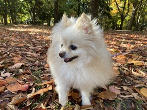 ポメラニアンの成犬体重の範囲