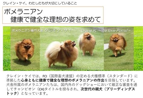 ポメラニアンの成犬体重：理想的な体重を維持するためのガイド