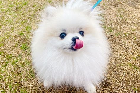 ポメラニアンの成犬飼育に関する包括ガイド