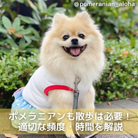 ポメラニアンの散歩頻度：あなたの愛犬に最適な回数は？