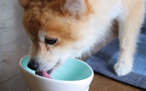 ポメラニアンの正しい餌の与え方と注意点